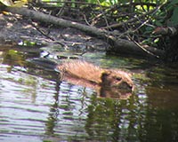 North American Beaver